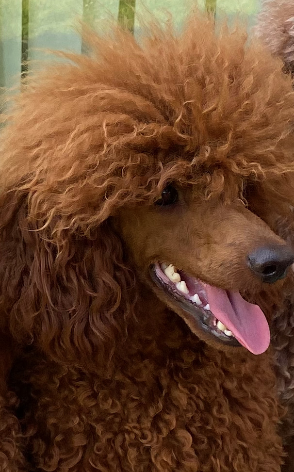 Baron, red miniature poodle