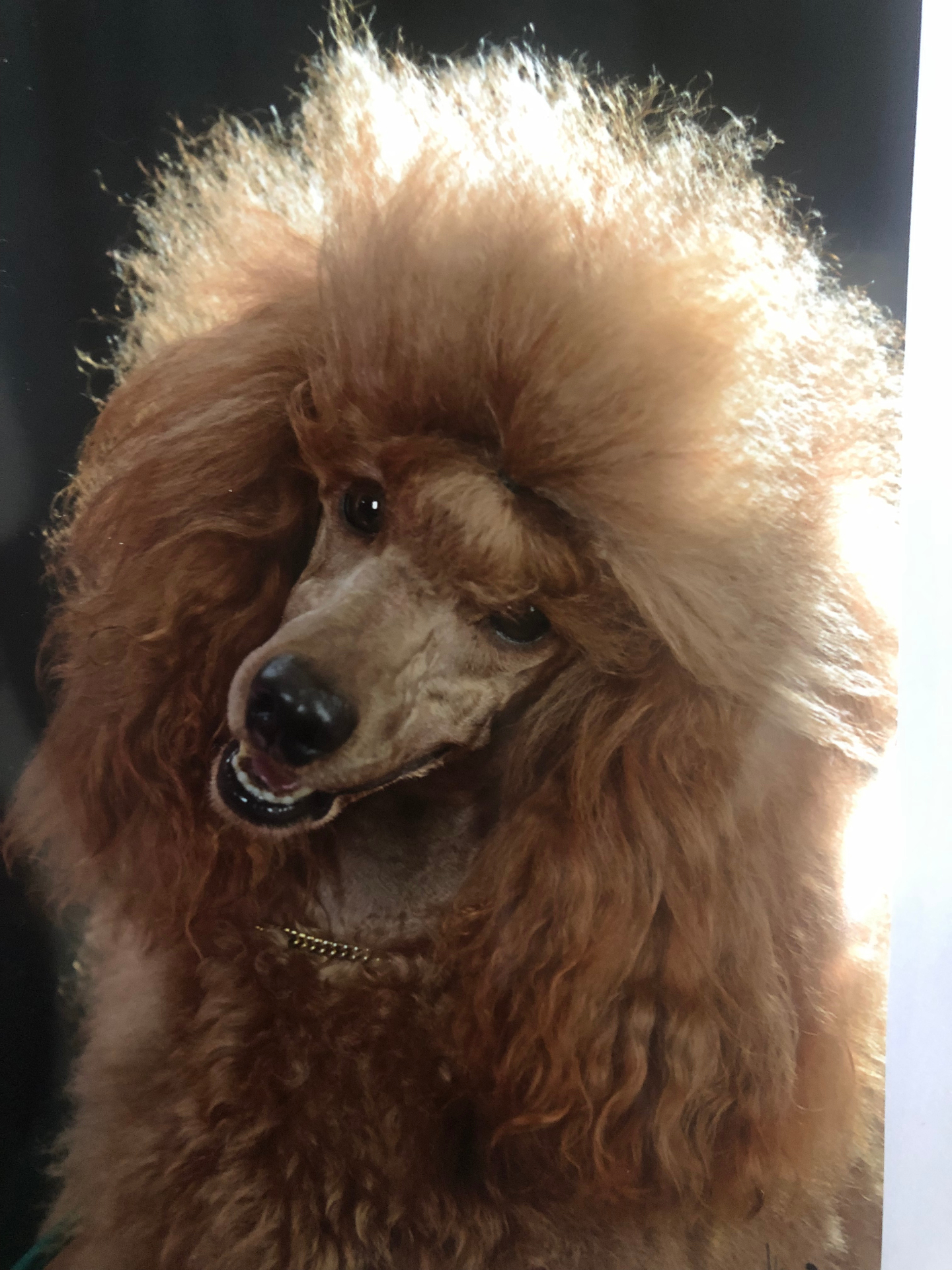 Close-up portrait of one of our red miniature poodles in full show coat