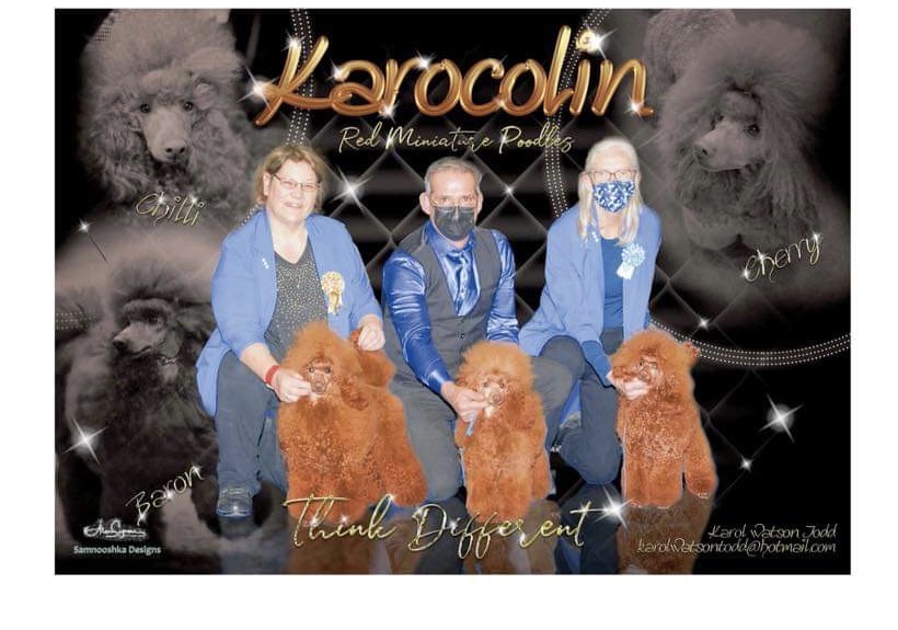 Karocolin 'Think Different' team photo with Chilli, Baron and Cherry, our champion red miniature poodles