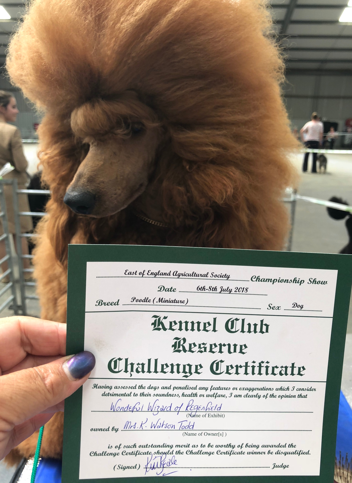 Wally with his Kennel Club Reserve Challenge Certificate