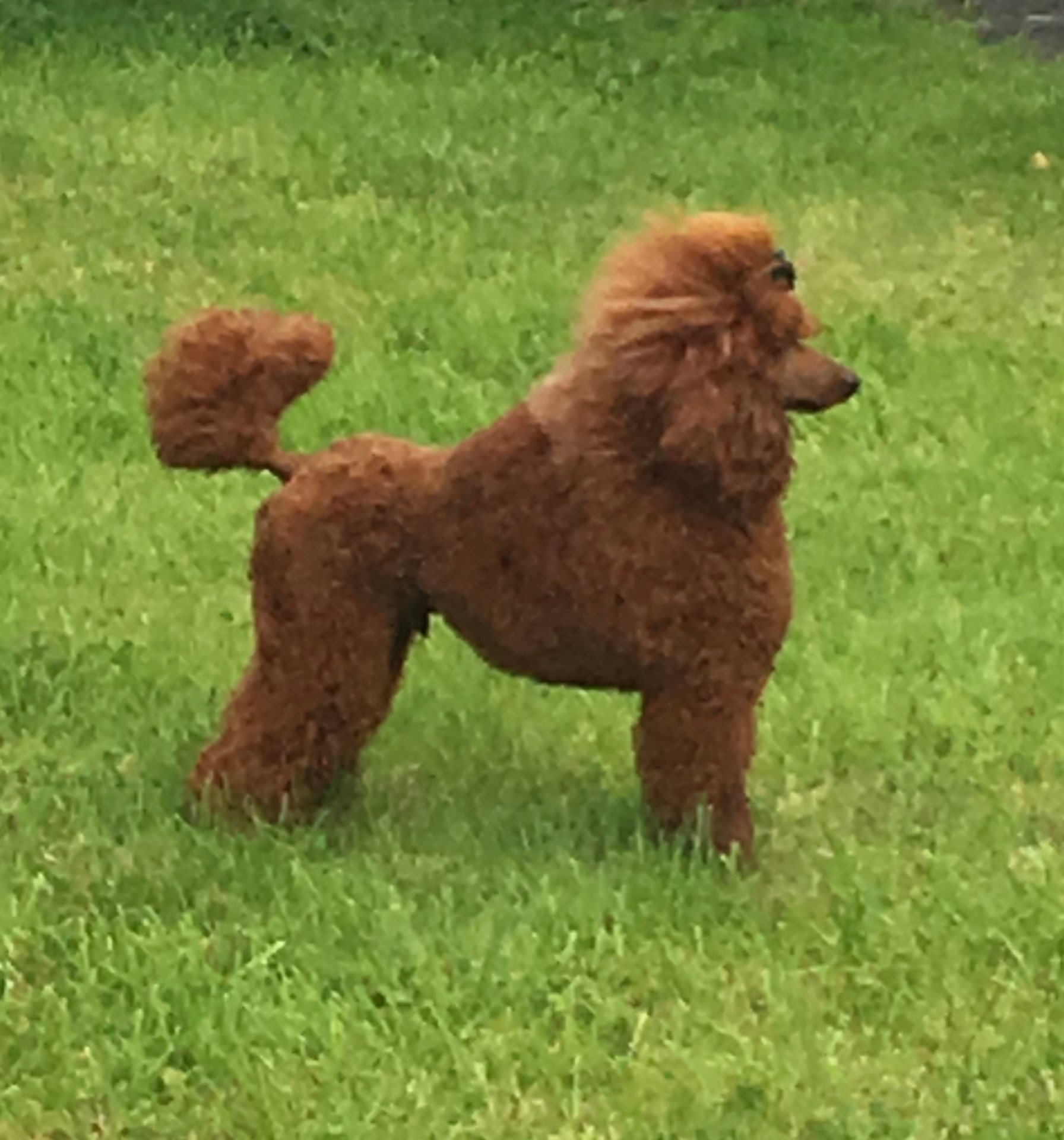 Tee, Grandsire · Miniature Poodle