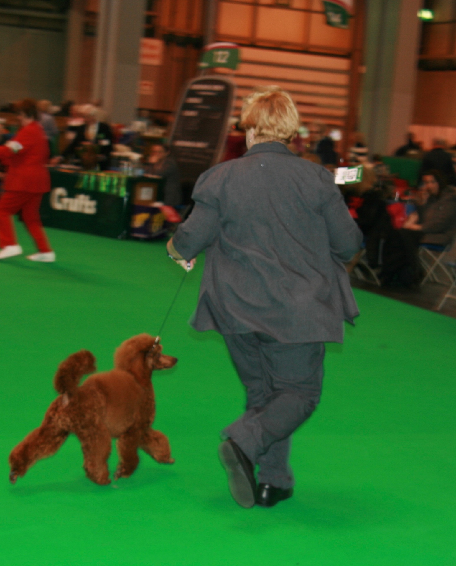 Tee gaiting in the ring at Crufts 2016