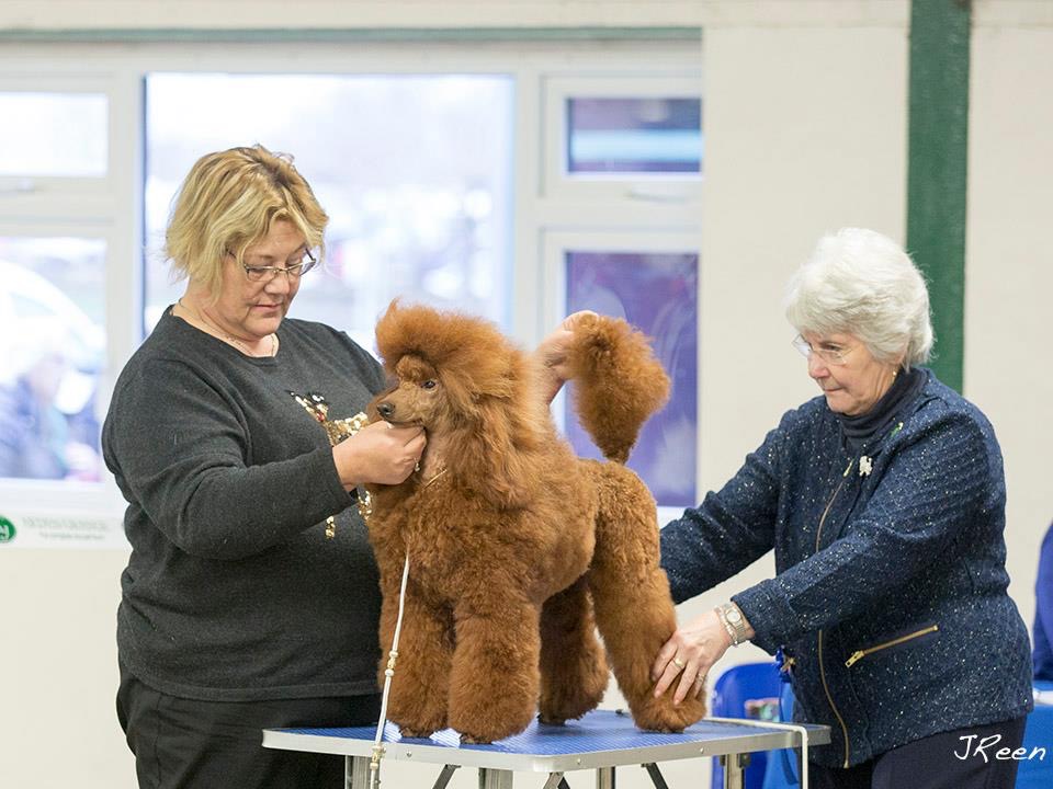 Tee being presented on the grooming table at a show