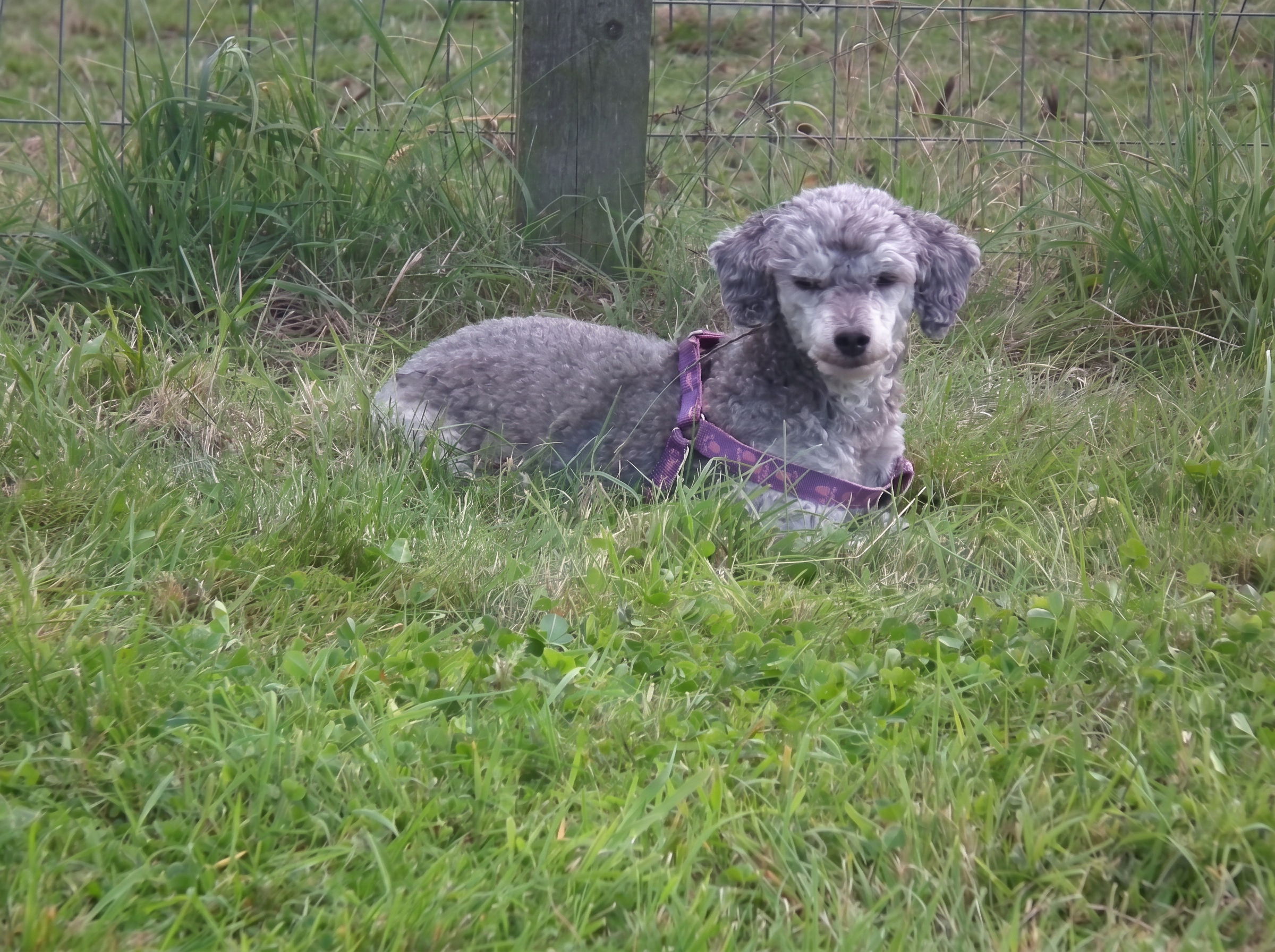 One of our silver miniature poodles relaxing on the grass alongside a family dog
