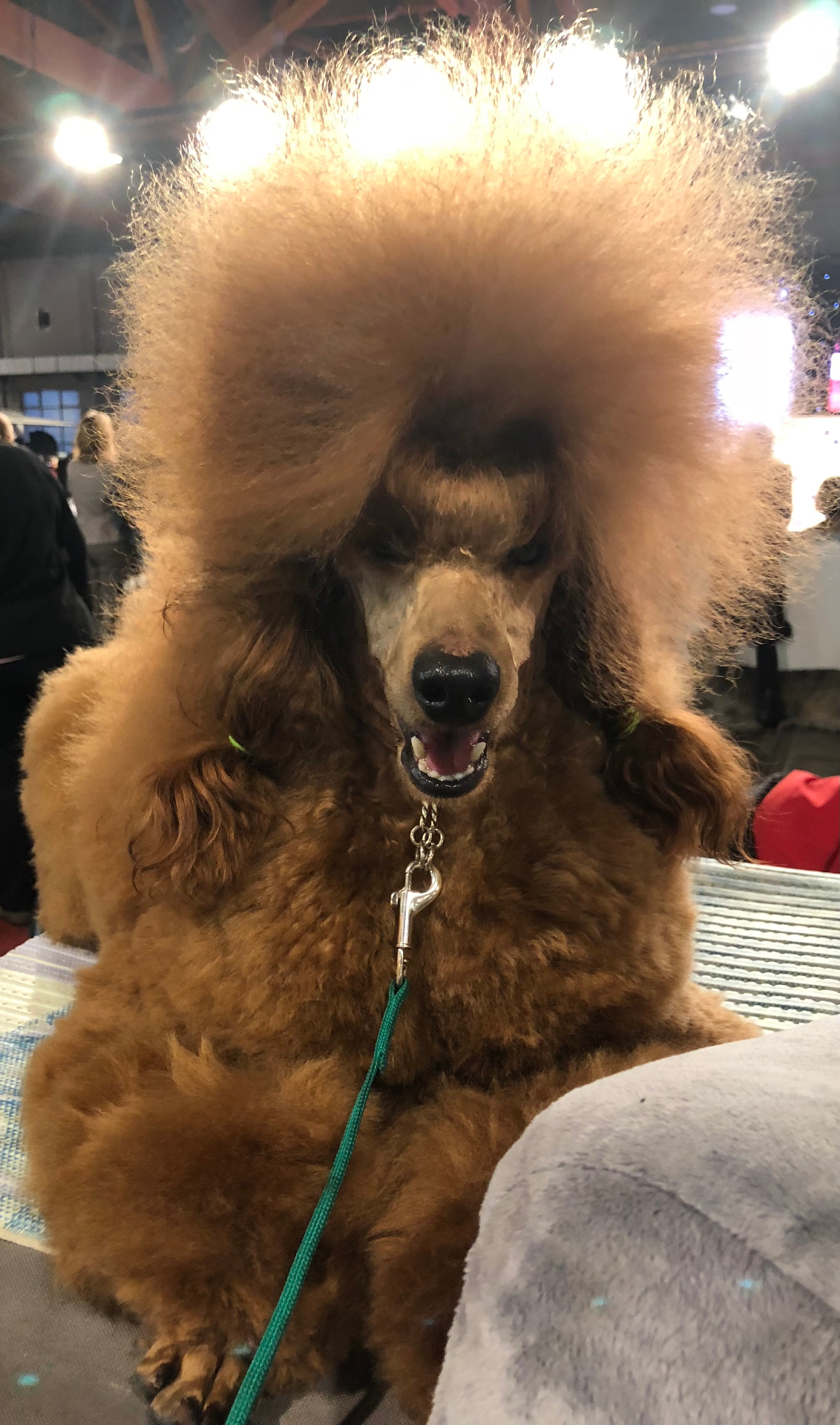 Wally, Dad · Miniature Poodle