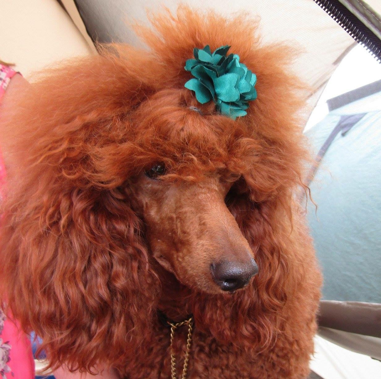 Tee, red miniature poodle head study