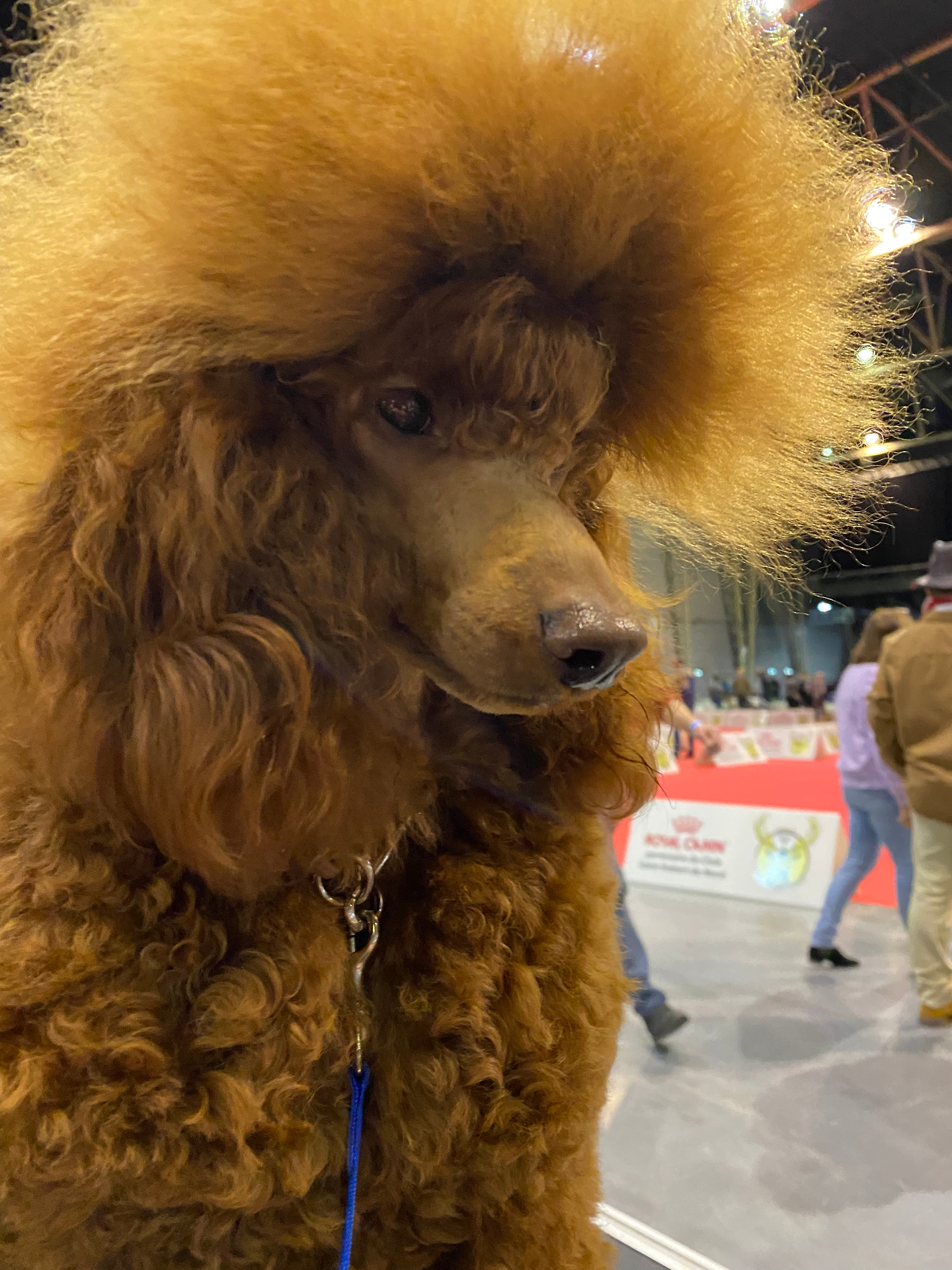 Baron, Dad · Miniature Poodle