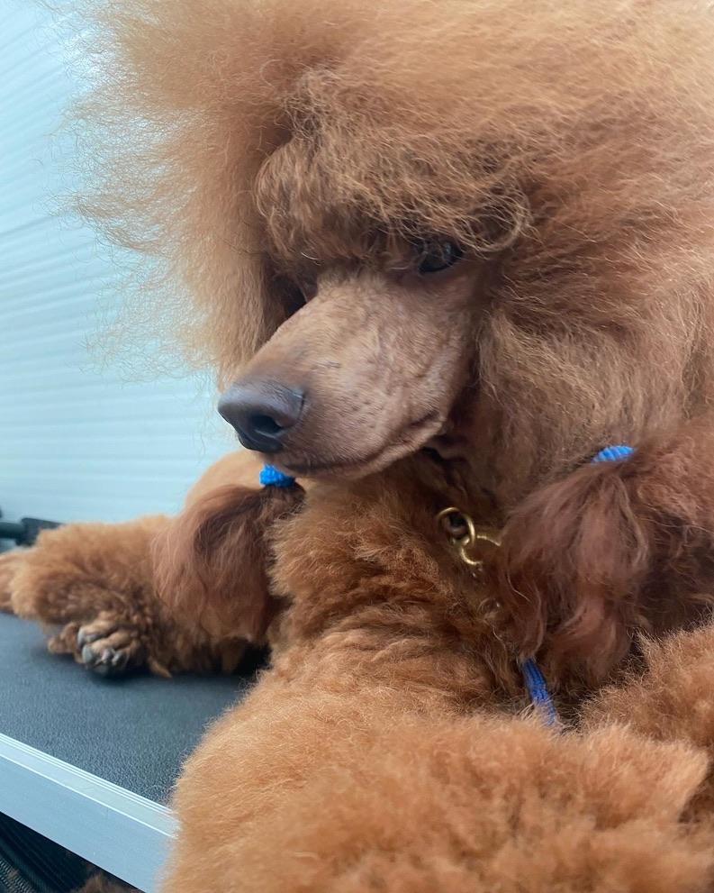 Baron, a Karocolin poodle