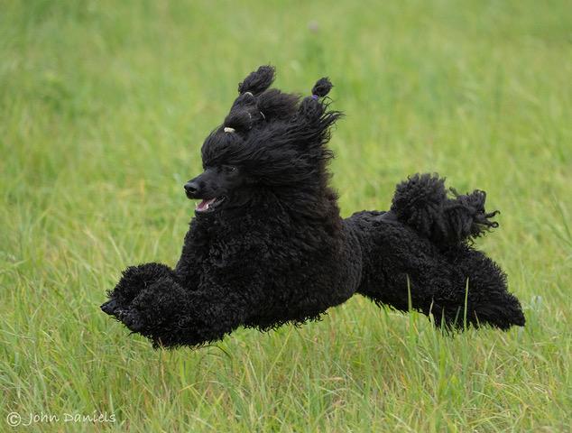 A lively black poodle playing outside in the garden