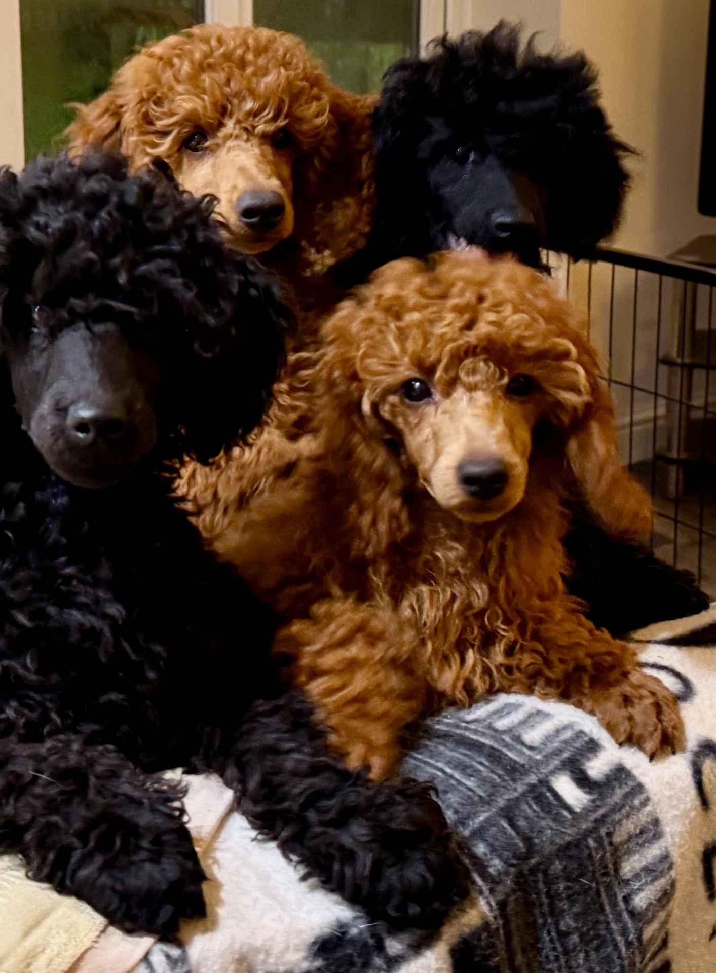 Four poodles curled up together on the family sofa