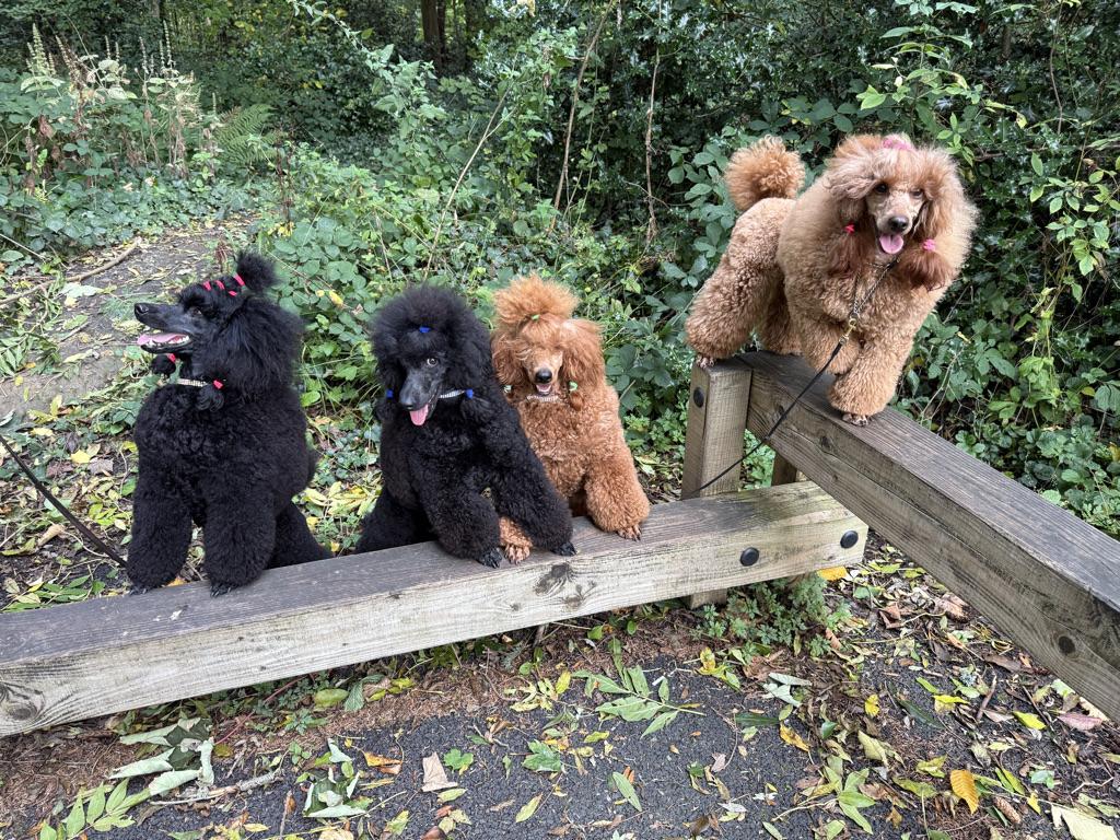 Our miniature poodles enjoying the garden together