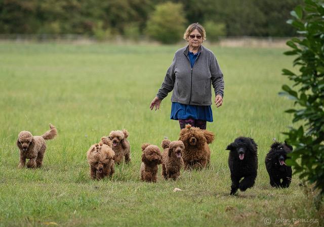 Karol Watson Todd walking through a grassy field with her red and black poodles