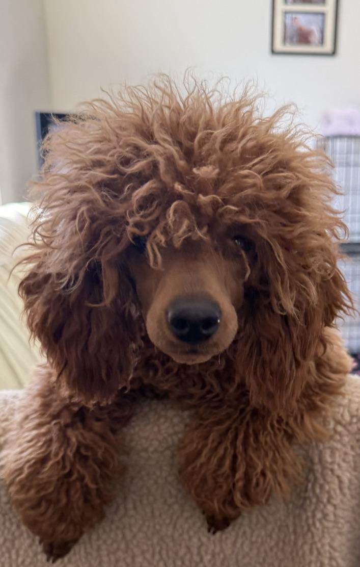 Pepper, a Karocolin poodle