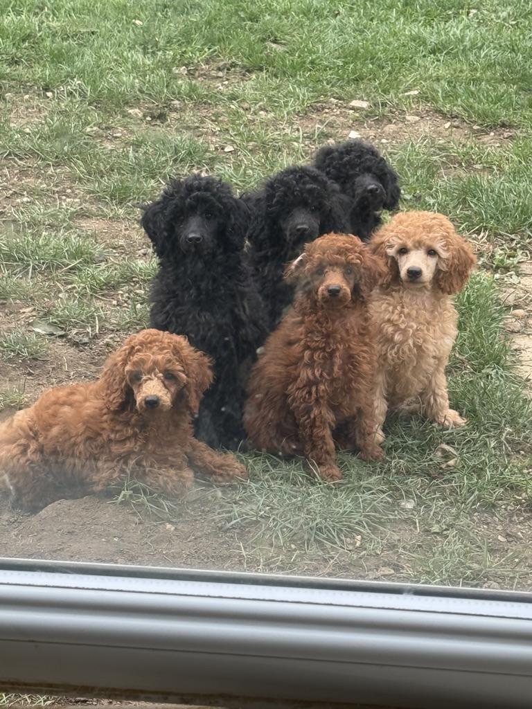 A group of six Karocolin poodle puppies — three black and three red — sitting together on the grass