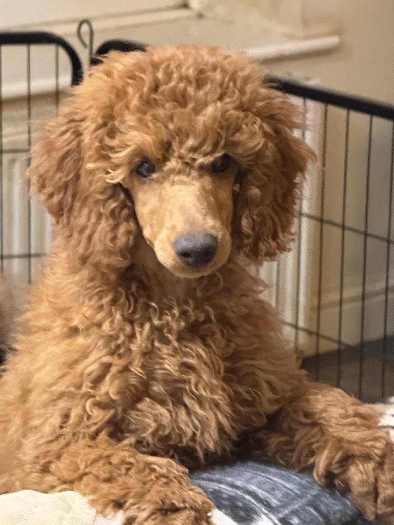 Willow, Red Miniature Poodle
