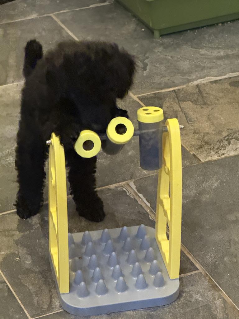Caspian, a Karocolin poodle