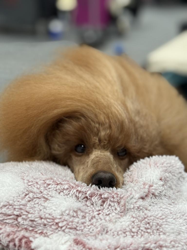 Hazel, Apricot Miniature Poodle