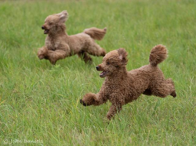 Two red miniature poodles running together across the grass